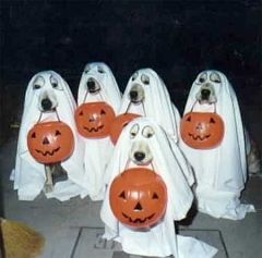 halloween-dogs