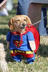 superdog2